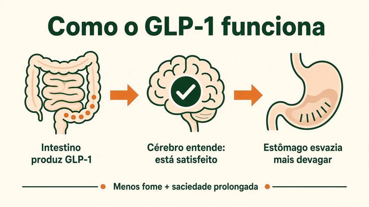 Infográfico: como o GLP-1 funciona — intestino produz o hormônio, cérebro entende que está satisfeito e o estômago esvazia mais devagar